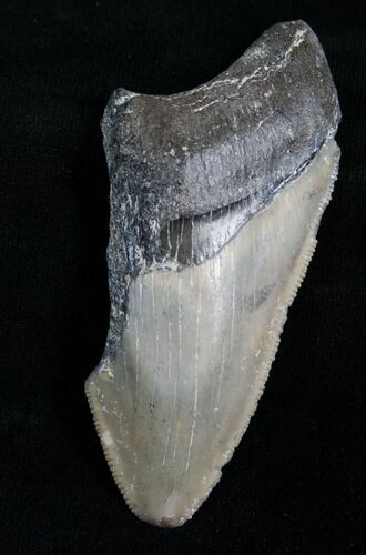 Bargain Megalodon Tooth - Florida #5441